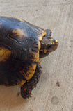 Guyana Red Foot Tortoise Female (RFT2)