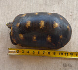 Guyana Red Foot Tortoise Female (RFT2)
