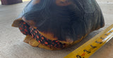 Guyana Red Foot Tortoise Female (RFT3)