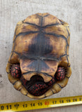 Guyana Red Foot Tortoise Female (RFT3)