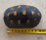Guyana Red Foot Tortoise Female (RFT3)