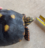 Guyana Red Foot Tortoise Female (RFT4)