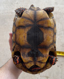 Guyana Red Foot Tortoise Female (RFT4)
