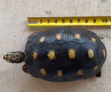 Guyana Red Foot Tortoise Female (RFT4)