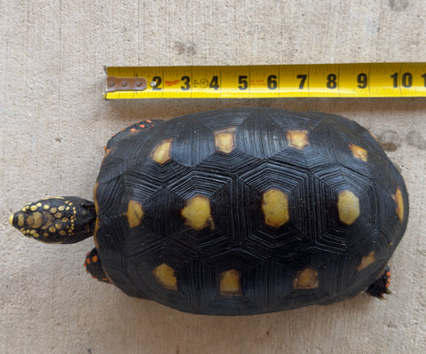 Guyana Red Foot Tortoise Female (RFT4)