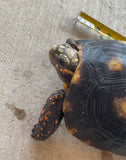 Guyana Red Foot Tortoise Female (RFT5)