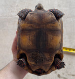 Guyana Red Foot Tortoise Female (RFT5)