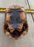Guyana Red Foot Tortoise Female (RFT6)