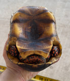 Guyana Red Foot Tortoise Male (RFT7)