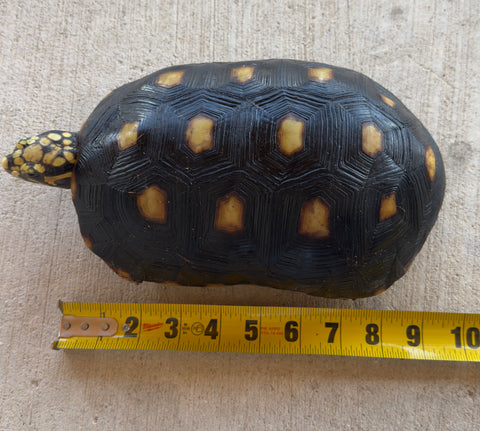 Guyana Red Foot Tortoise Male (RFT7)