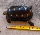 Guyana Red Foot Tortoise 9" Male (RFM1)