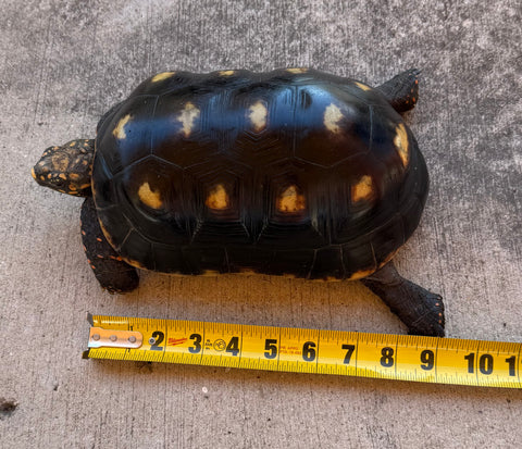 Guyana Red Foot Tortoise 9" Male (RFM1)