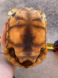 Guyana Red Foot Tortoise 8" Male (RFT6)