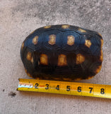 Guyana Red Foot Tortoise 8" Male (RFT6)