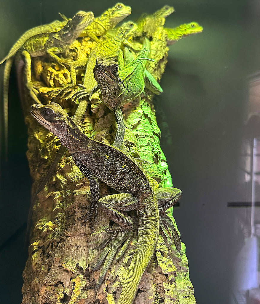 Sailfin dragon (Hydrosaurus celebensis) – Reptile Pets Direct