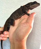 Sailfin dragon (Hydrosaurus celebensis) - Reptile Pets Direct
