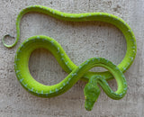 Sorong Green Tree Python Female (SGTP1)