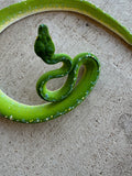 Sorong Green Tree Python Male (SGTP2)