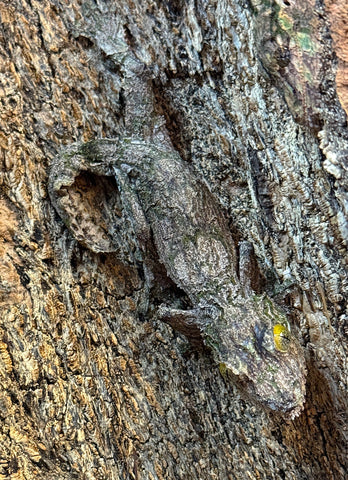 Mossy Leaf Tailed Gecko Male (Uroplatus sikorae) (USLTM2)