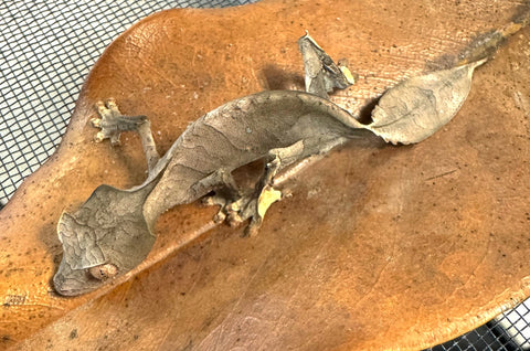 Satanic Leaf Tailed Gecko Female (SLTGF1)