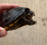 Scorpion Mud Turtle Male (Kinosternon scorpioides) (SMT4)