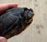 Scorpion Mud Turtle Female (Kinosternon scorpioides) (SMT5)