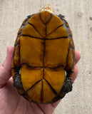 Scorpion Mud Turtle Female (Kinosternon scorpioides) (SMT5)