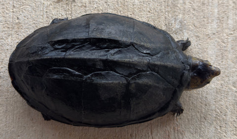 Scorpion Mud Turtle Female (Kinosternon scorpioides) (SMT5)