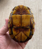 Scorpion Mud Turtle Female (Kinosternon scorpioides) (SMT6)