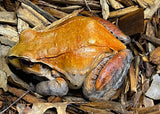 Smokey Jungle Frog - Reptile Pets Direct
