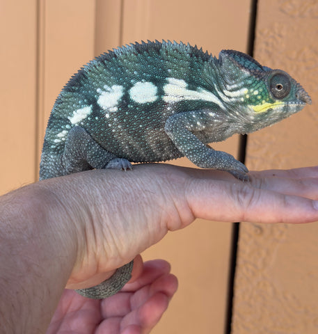 Sambirano Panther Chameleon 1.1 Pair