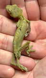 Spear Point Leaf Tail Gecko Pair 1.1 (Uroplatus fiera)