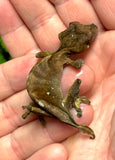 Spear Point Leaf Tail Gecko Pair 1.1 (Uroplatus fiera)