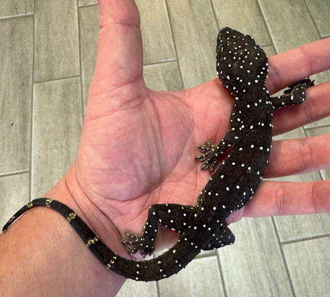 Starry Night Gecko (Gekko pradapdao)