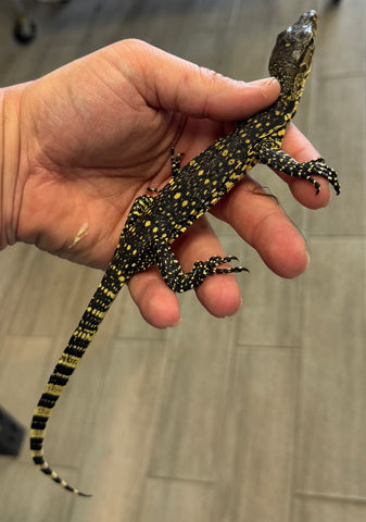 Sumatra Water Monitor High yellow (SWM1)