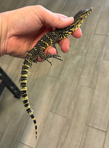 Sumatra Water Monitor High yellow (SWM2)