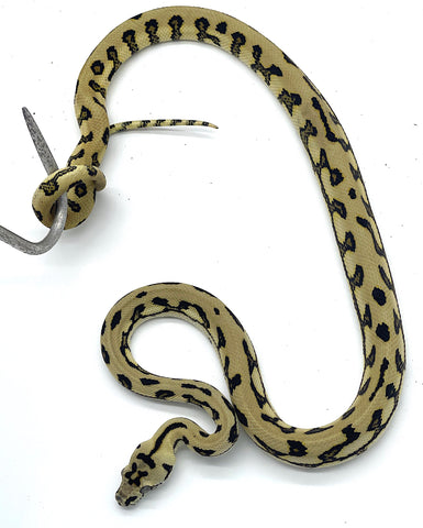 Tiger Jaguar Carpet Python - Reptile Pets Direct