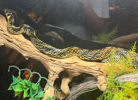 High Yellow tiger rat snake (Spilotes mexicanus)(TR2)