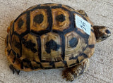 Tunisian Tortoises Female (Testudo graeca nabeulensis) (TT25)