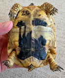 Tunisian Tortoises Female (Testudo graeca nabeulensis) (TT25)