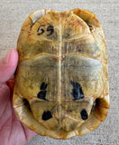 Tunisian Tortoises High Gold Female (Testudo graeca nabeulensis) (TT59