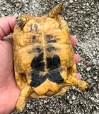 Tunisian Tortoises Male (Testudo graeca nabeulensis) (TT19)