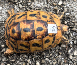 Tunisian Tortoises Male (Testudo graeca nabeulensis) (TT19)