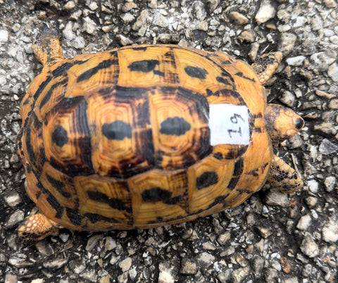 Tunisian Tortoises Male (Testudo graeca nabeulensis) (TT19)