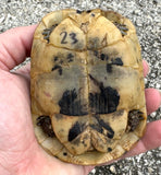 Tunisian Tortoises Male (Testudo graeca nabeulensis) (TT23)