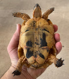 Tunisian Tortoises Male (Testudo graeca nabeulensis) (TTM48)