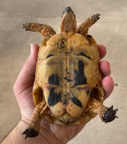 Tunisian Tortoises Male (Testudo graeca nabeulensis) (TTM48)
