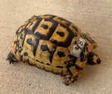 Tunisian Tortoises Male (Testudo graeca nabeulensis) (TTM48)