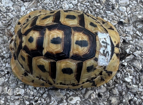Tunisian Tortoises Female (Testudo graeca nabeulensis) (TTF54)