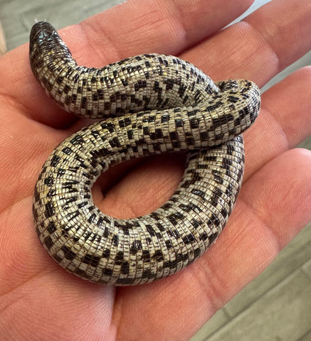 Checkerboard Worm Lizard (Trogonophis wiegmanni)